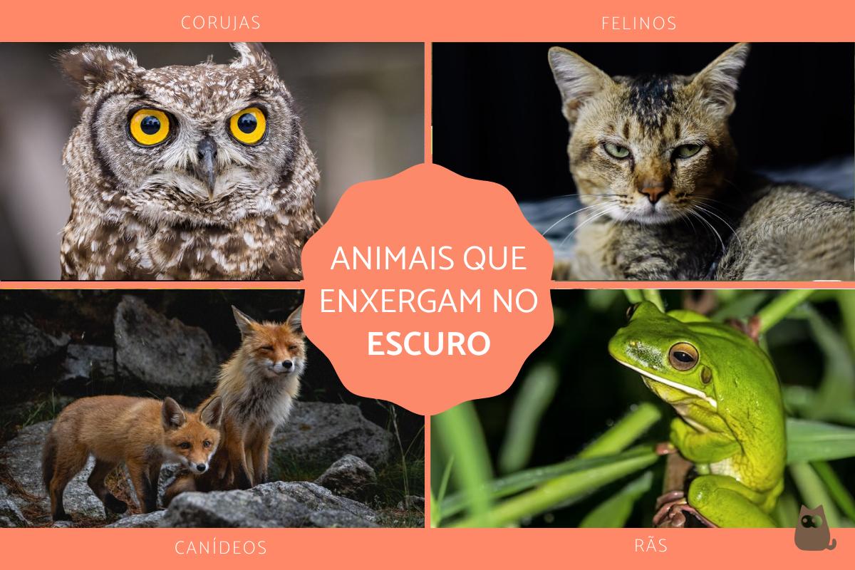 Animais que enxergam no escuro