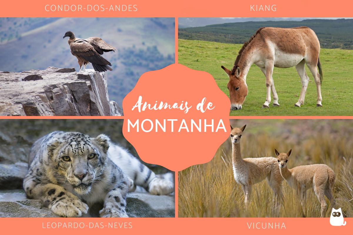 Animais de montanha