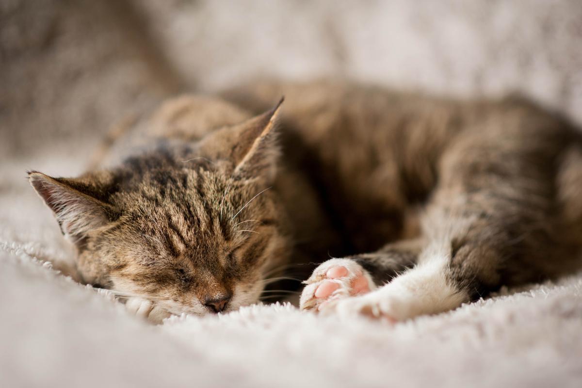 Como fazer um gato dormir em 10 segundos?