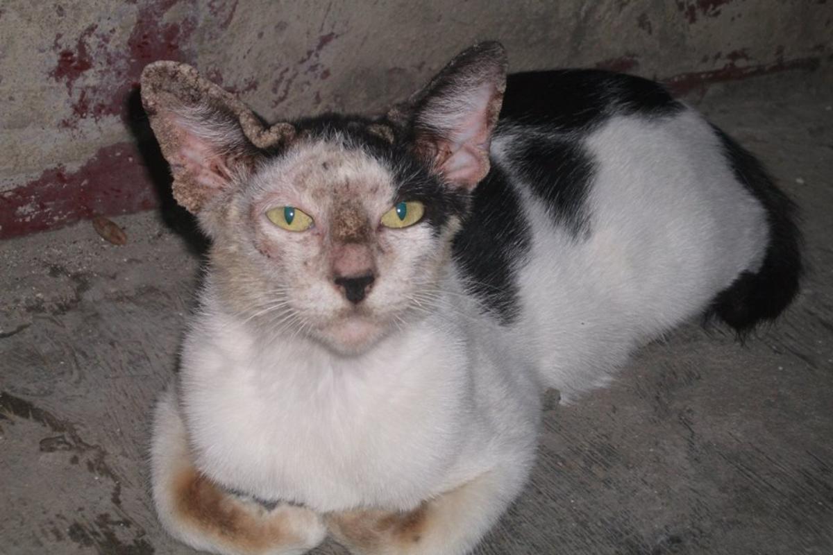 A sarna nos gatos - Sintomas e tratamento