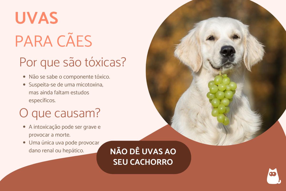 Por que cachorro não pode comer uva?