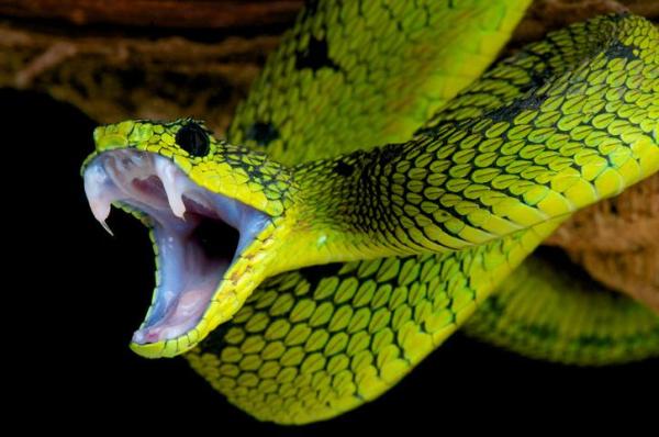 Características dos répteis - Sistema digestório dos répteis
