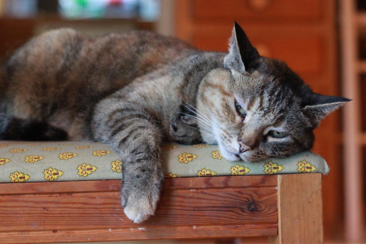 5 sinais de que seu gato está entediado