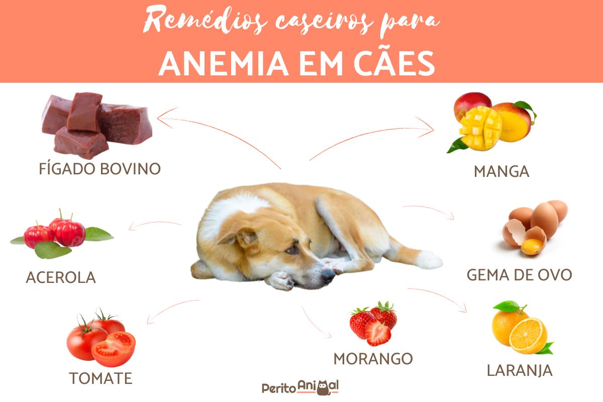 Remédios caseiros para anemia em cachorro