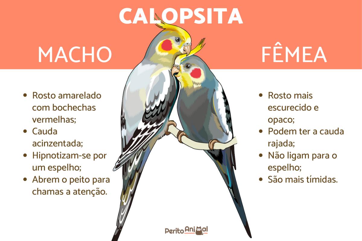 Calopsita fêmea canta?