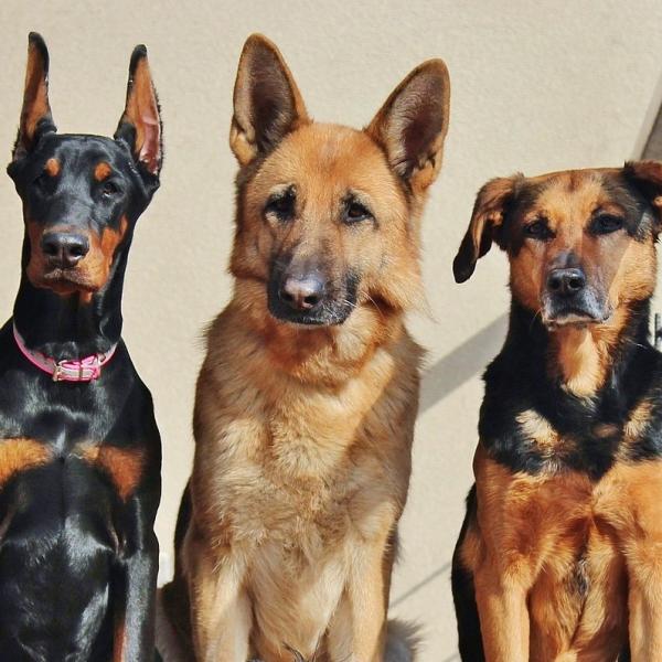 Nomes para cachorros grandes