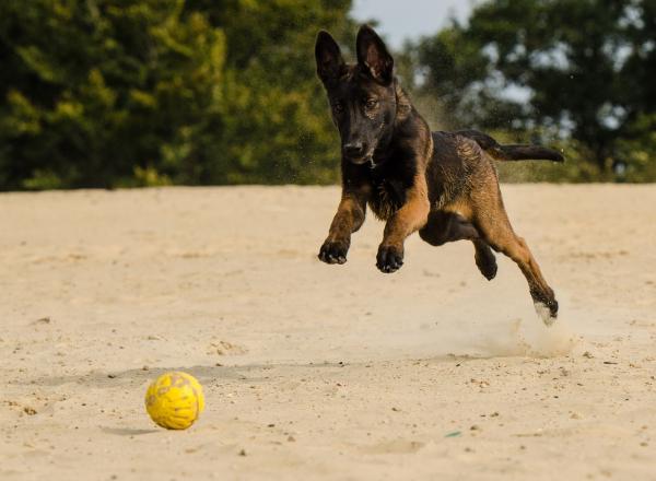 Nomes para cachorros grandes - Nomes para cachorros grandes fêmeas
