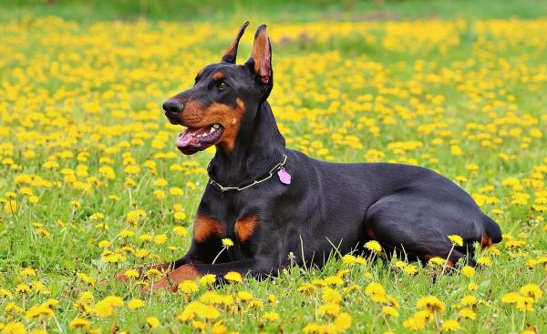 Nomes para cachorros grandes - Nomes para cachorros grandes machos