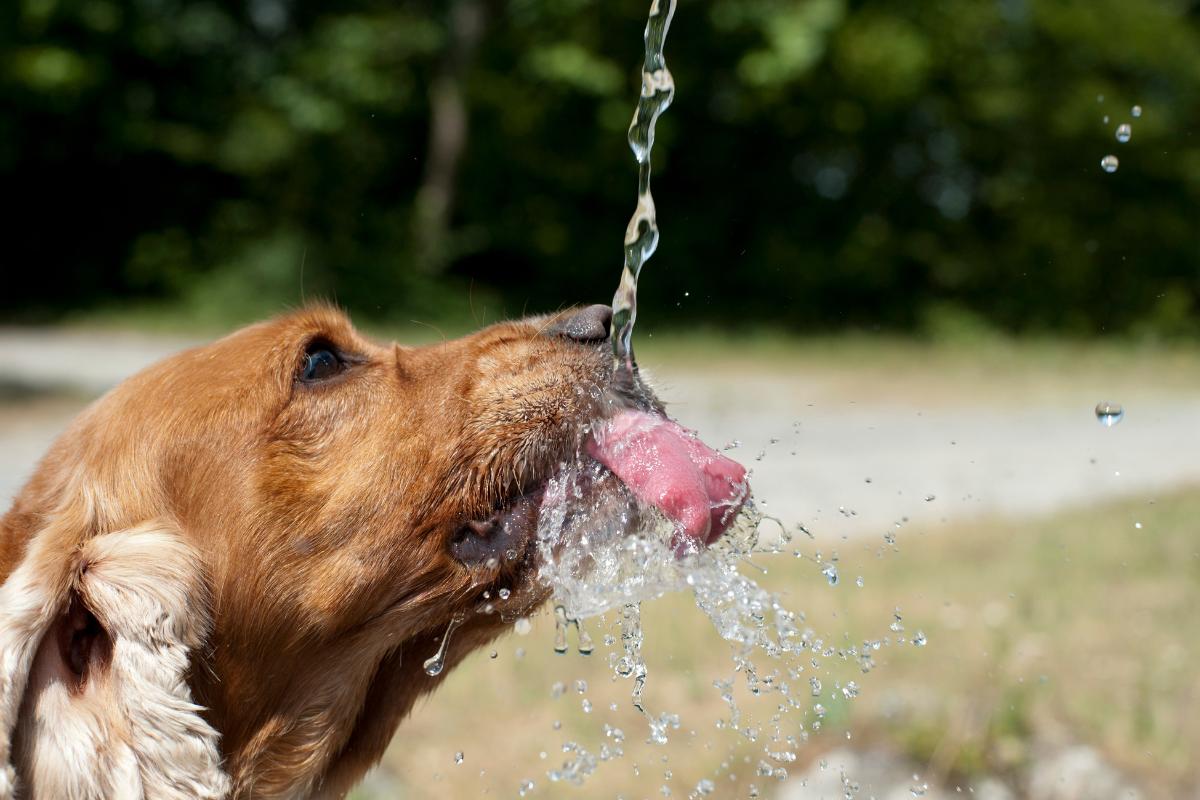 Por que meu cachorro não quer beber água?