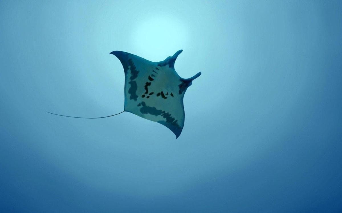 Animais ovovivíparos: exemplos e curiosidades