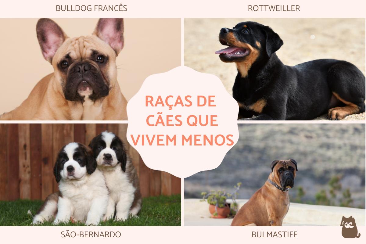 Qual a raça de cachorro que vive menos?