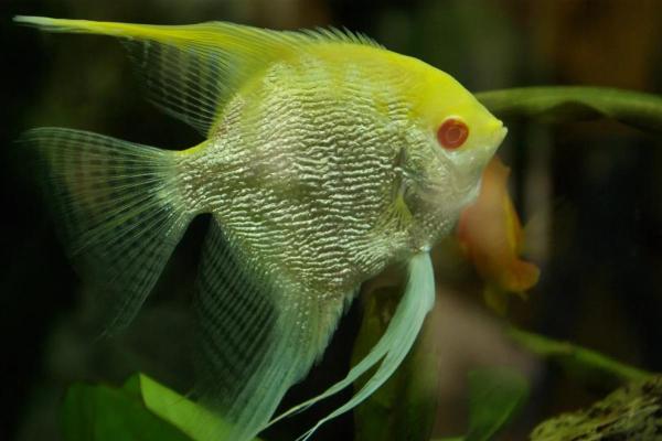 Tipos de acará-bandeira - Acará-bandeira albino