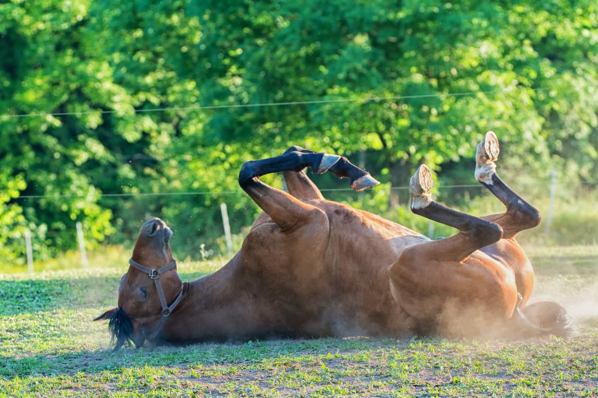 Cólica em cavalos - Sintomas e tratamento