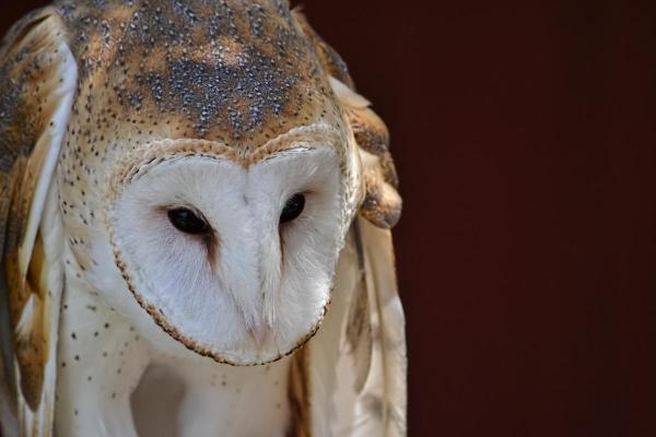 Coruja é perigosa? - As corujas são perigosas para os humanos?