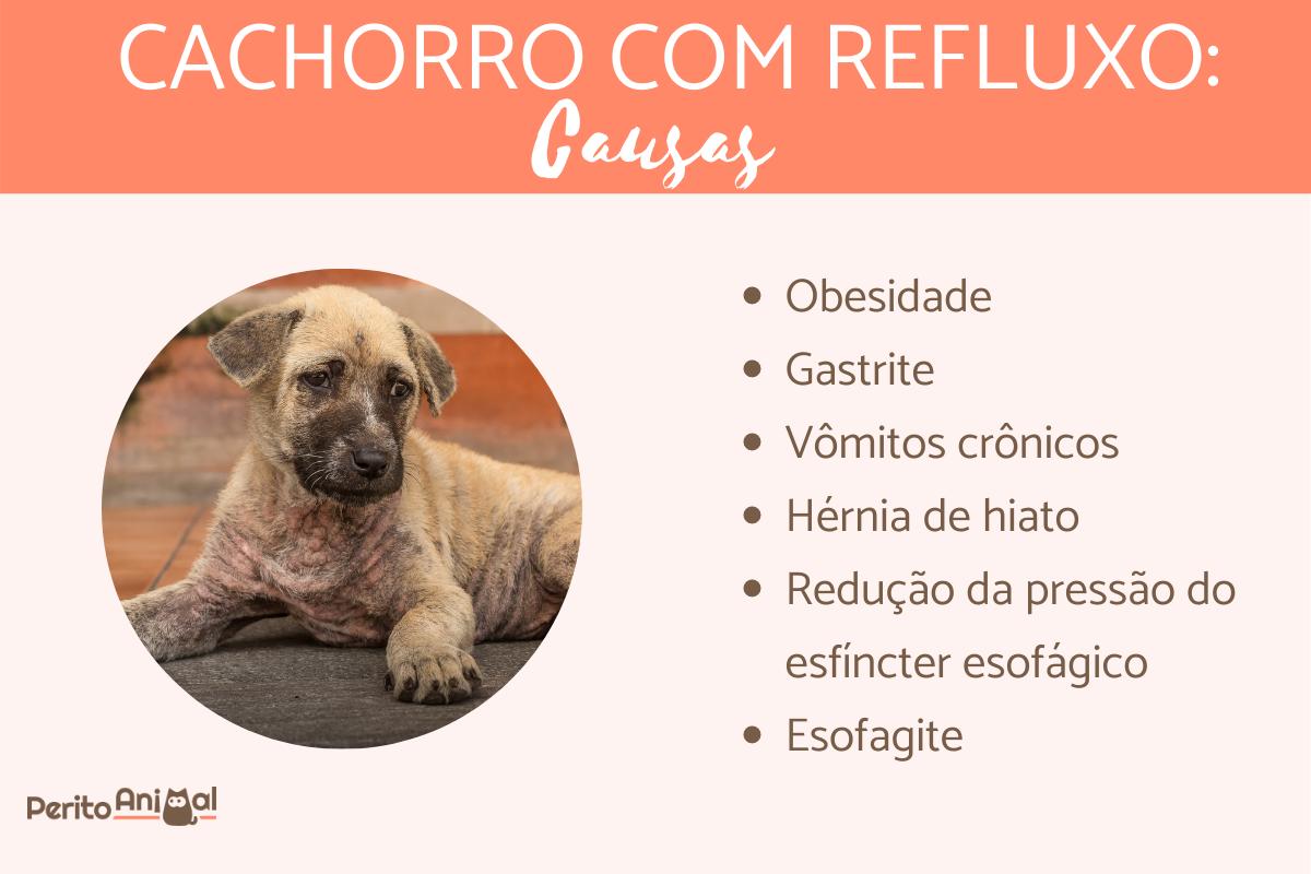 Cachorro com refluxo: sintomas, causas e tratamento