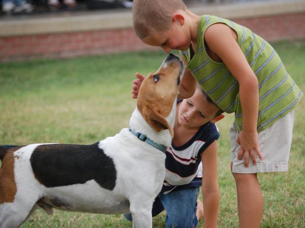 Nomes para cachorros Beagle - Caraterísticas do Beagle