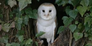Coruja é perigosa?