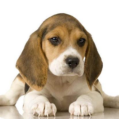 Nomes para cachorros Beagle