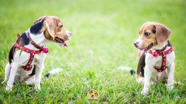 Nomes para cachorros Beagle - Nomes para cachorros Beagle fêmeas
