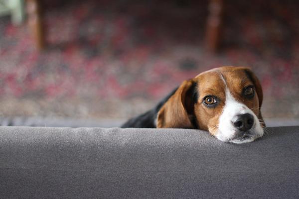 Nomes para cachorros Beagle - Nomes para cachorros Beagle machos