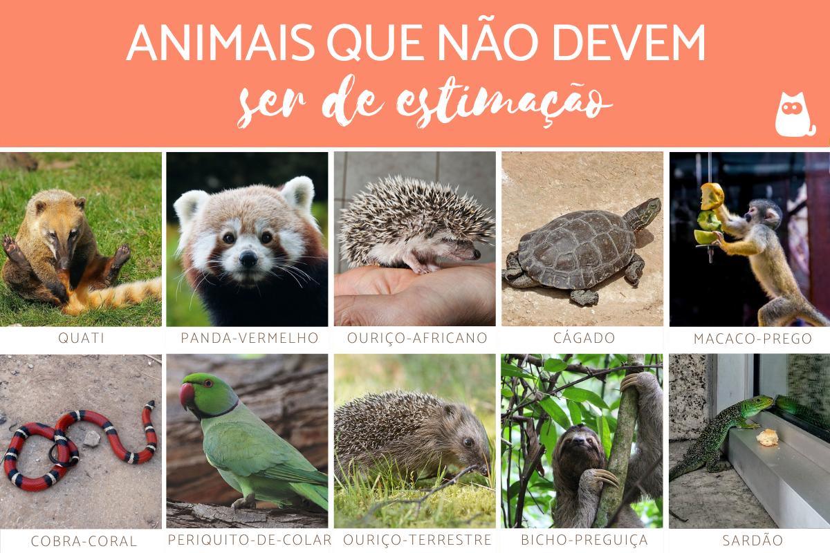 Animais que não devem ser de estimação