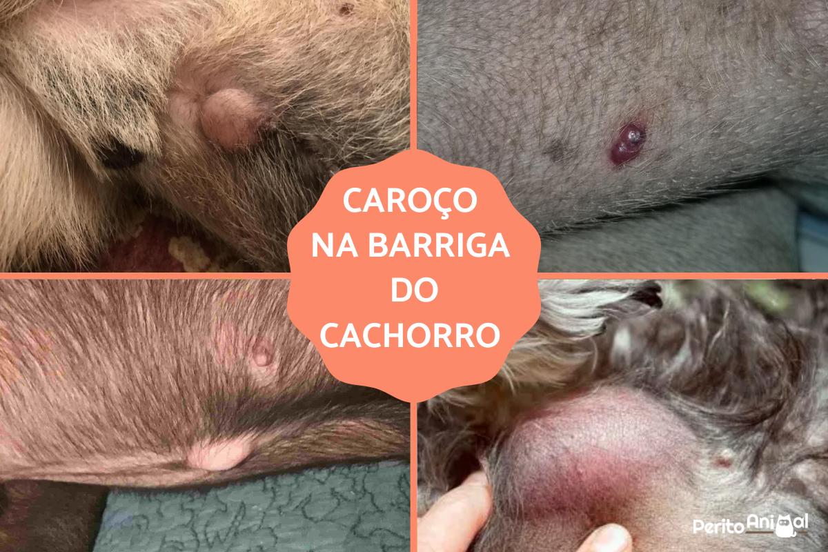 Caroço na barriga do cachorro, o que pode ser?