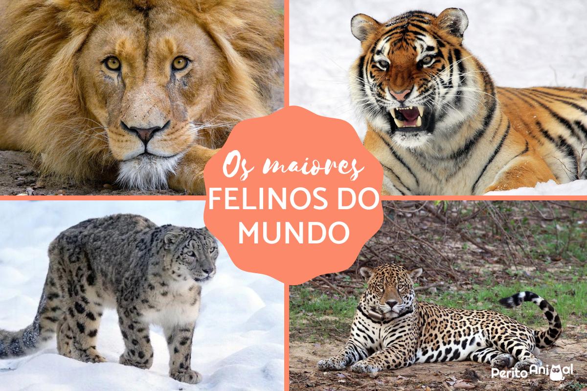 Os maiores felinos do mundo