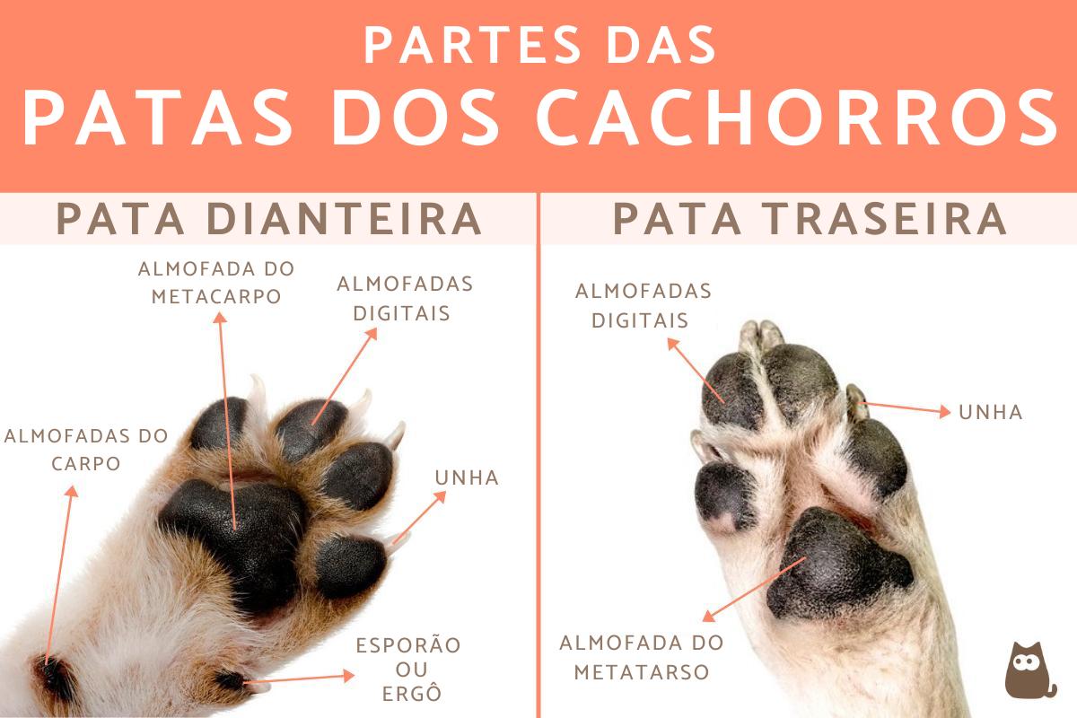 Anatomia da pata dos cachorros