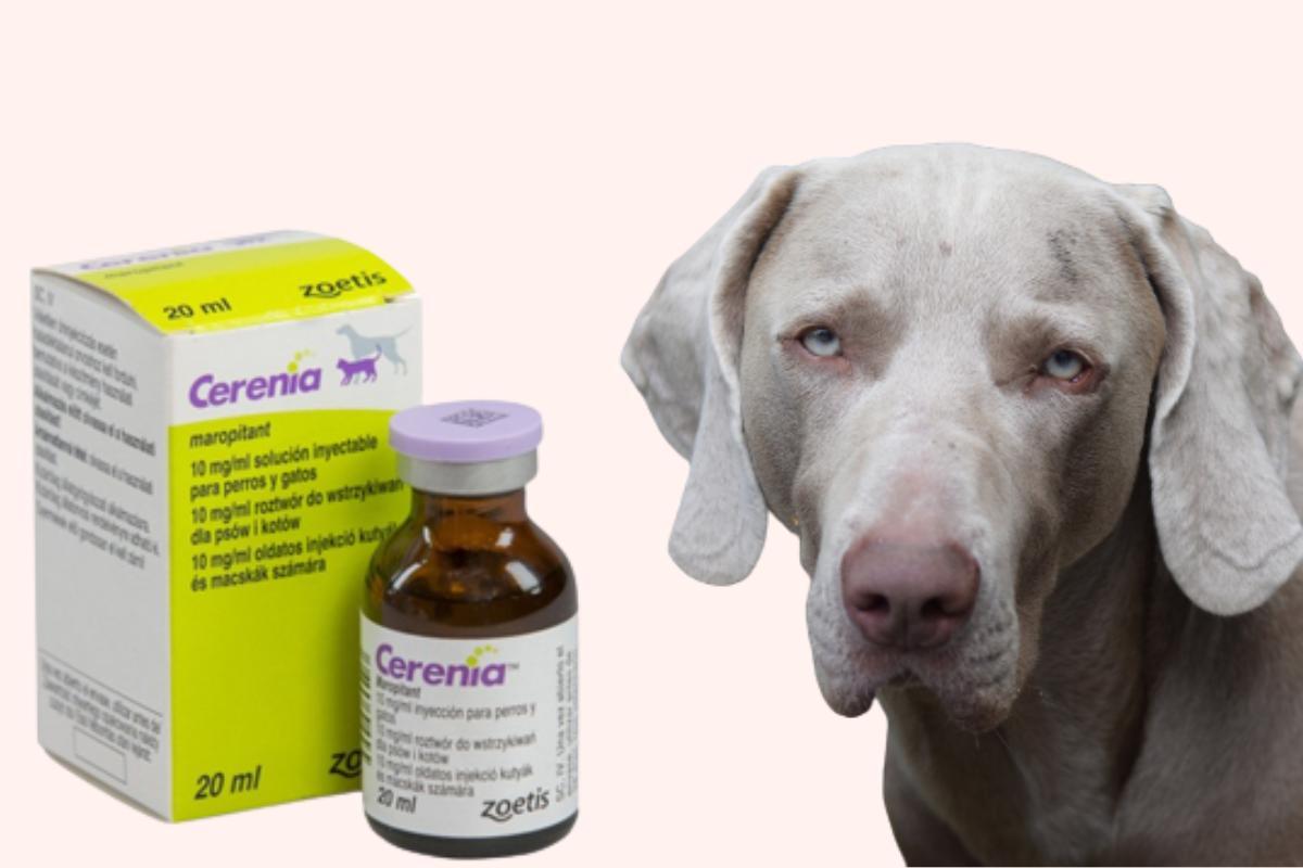 Cerenia para cães - Para que serve, efeitos colaterais e dosagem