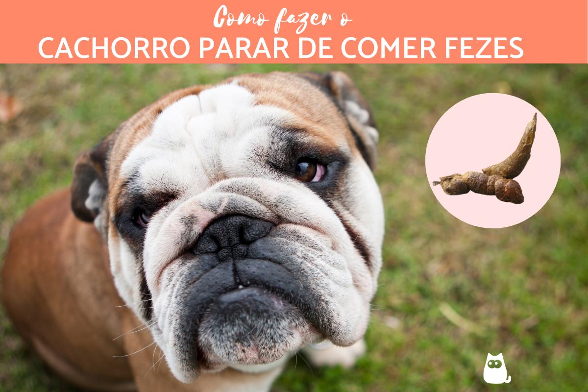 Como fazer o cachorro parar de comer fezes?