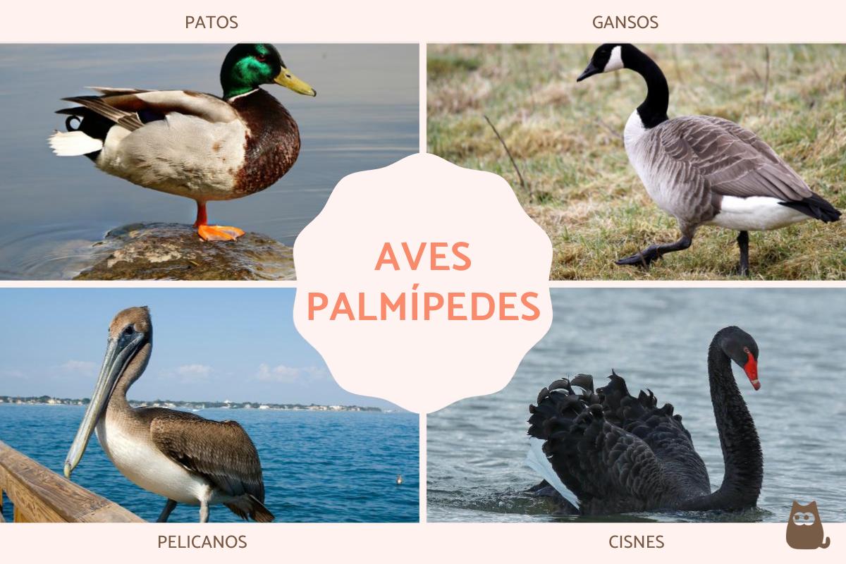 Aves palmípedes: exemplos e características