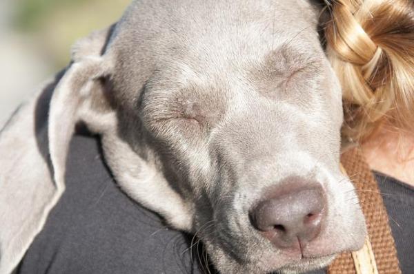 Meu cachorro tem ciúmes do bebê, o que fazer? - Chegou alguém novo