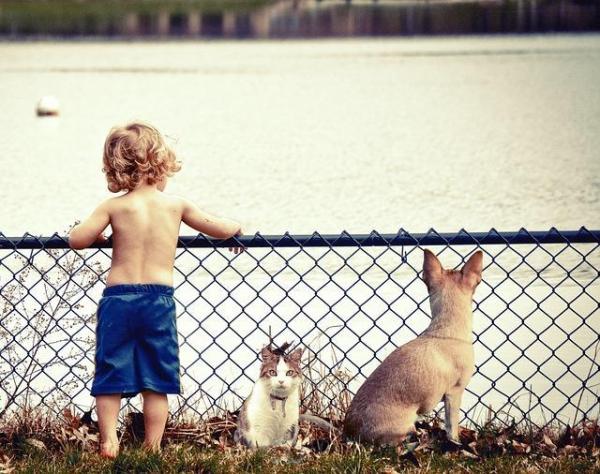 Meu cachorro tem ciúmes do bebê, o que fazer? - Coisas a ter em conta