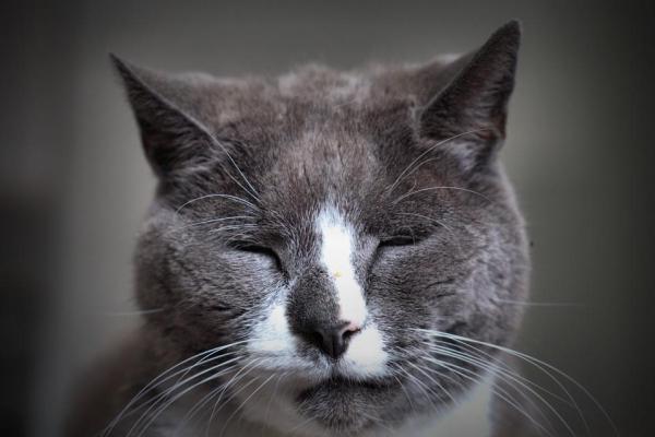 Quantas horas dorme um gato por dia? - E os gatos velhotes?
