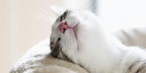 Quantas horas dorme um gato por dia?