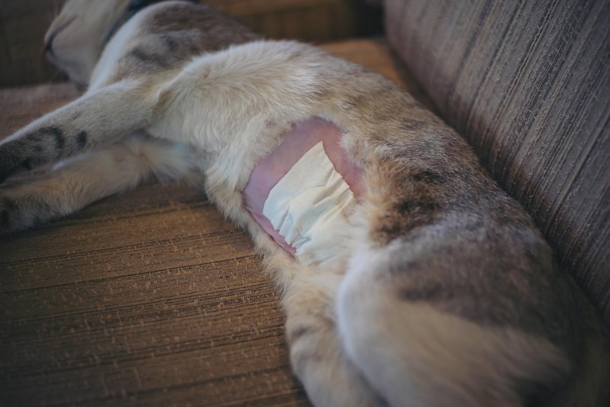Como fazer curativo em gato castrado