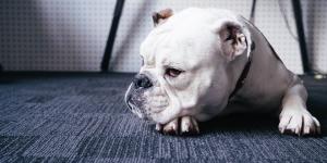 Interpretar a linguagem corporal dos cães