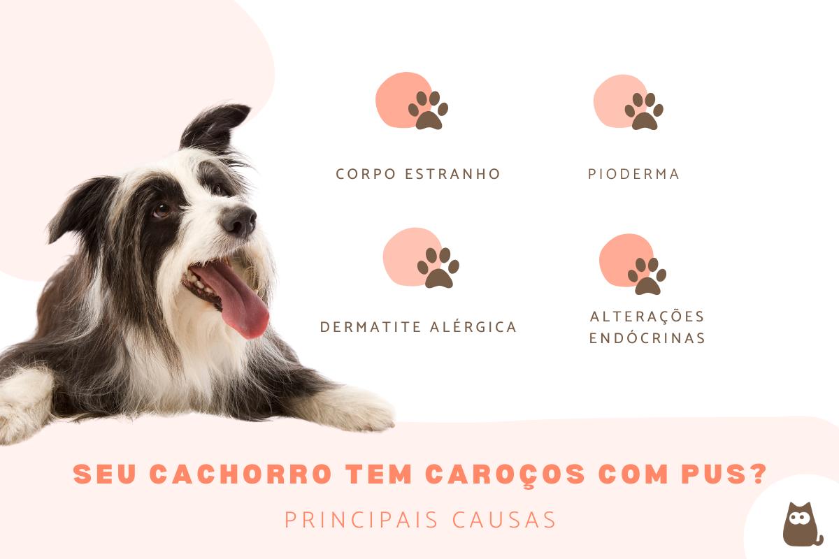 Caroço na pele do cachorro: o que pode ser quando apresenta pus?