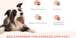 Caroço na pele do cachorro: o que pode ser quando apresenta pus?