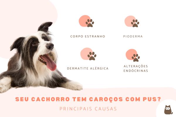 Caroço na pele do cachorro: o que pode ser quando apresenta pus?