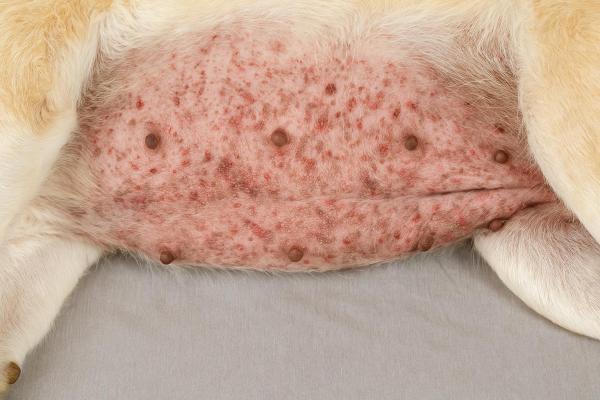 Caroço na pele do cachorro: o que pode ser quando apresenta pus? - Por que meu cachorro tem um caroço com pus?