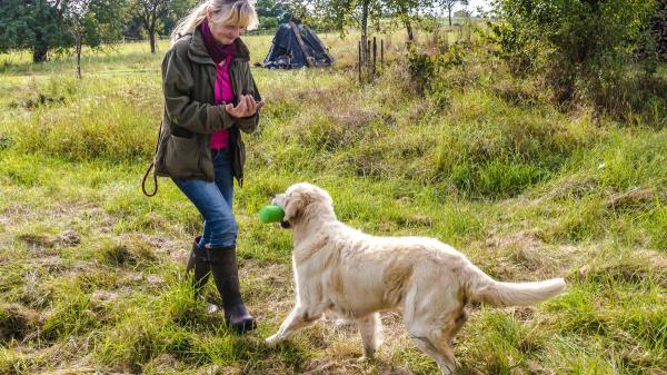 Personalidade do Golden Retriever: guia completo - O Golden Retriever é bom para famílias?