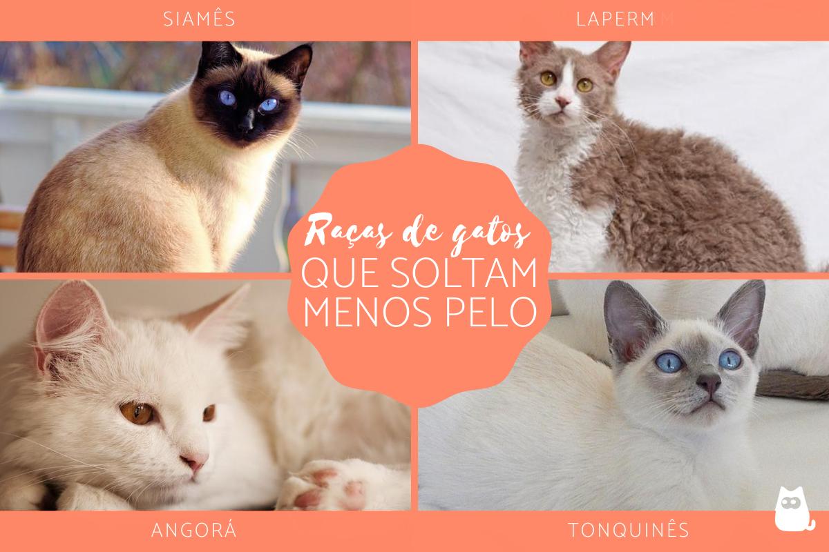 Raças de gatos que soltam menos pelo
