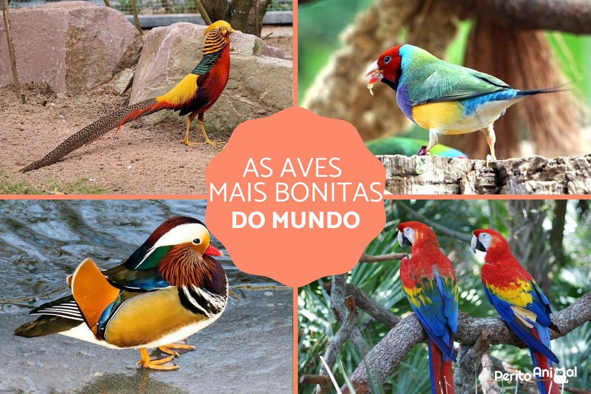 As aves mais bonitas do mundo