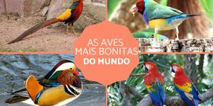As aves mais bonitas do mundo