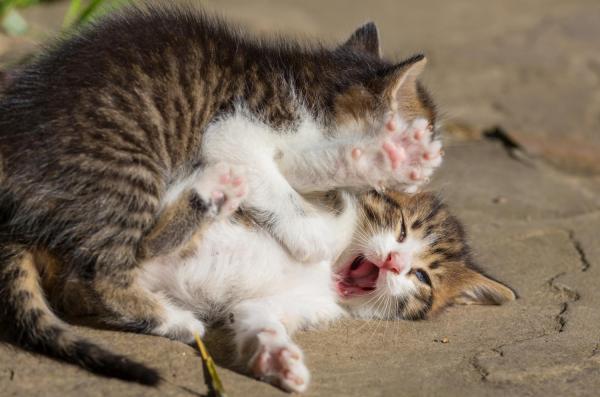 FIV e FeLV em gatos - Sintomas, transmissão e tratamento - FIV e FeLV passa para humanos?
