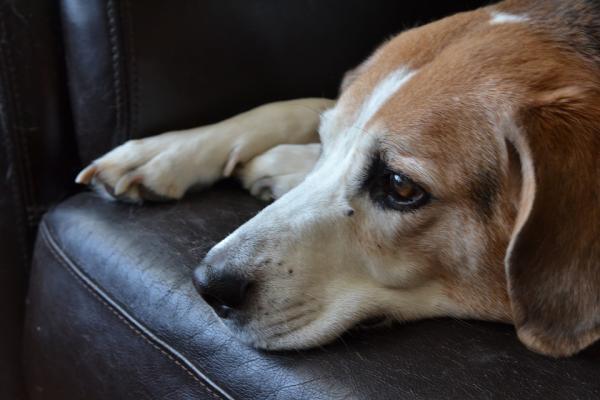 Remédio caseiro para cachorro com diarreia com sangue