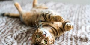 15 qualidades dos gatos