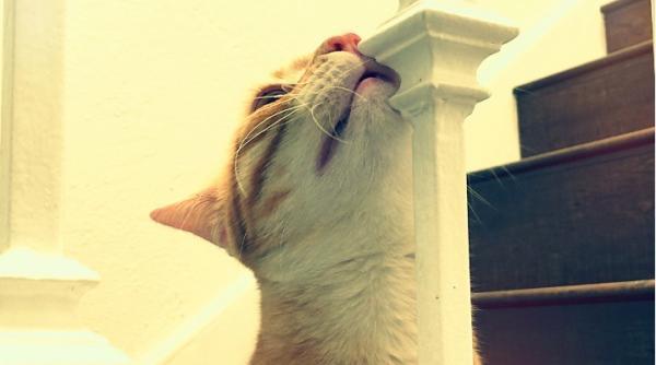 Como os gatos marcam território? - Como os gatos marcam?