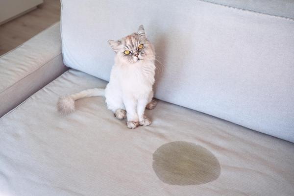 Como os gatos marcam território?